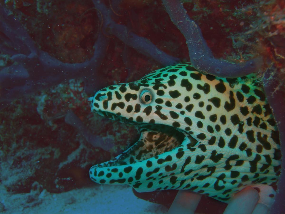 Olhumathi View Inn Ukulhas Eksteriør billede